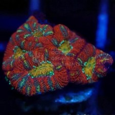 🦓🏆WYSIWYG-Striped Holy