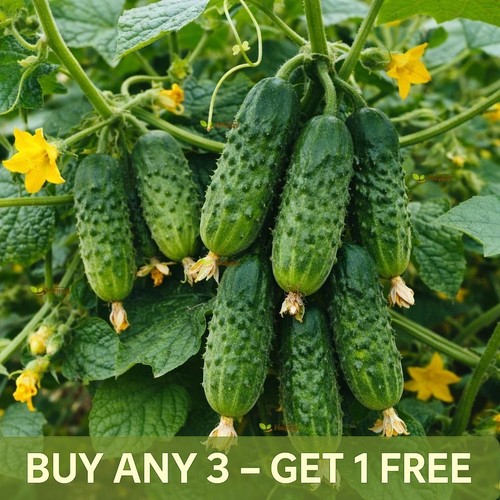 Cucumber seeds piccolo di - cucumber, |