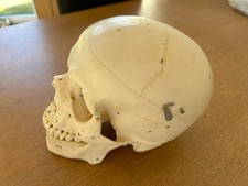 Artificial Human Skull -