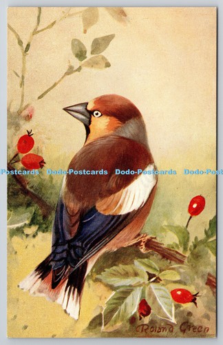 R764910 hawfinch bird - r, art