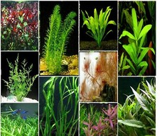 5 x Plants - Bunched & Weighted Live Aquarium Aquatic Tropical Fish Ringed Lead