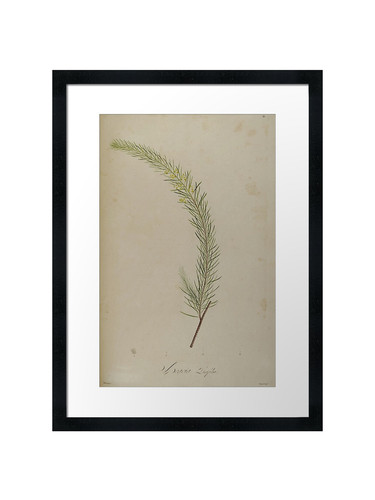 Botanical framed wall - 30, art