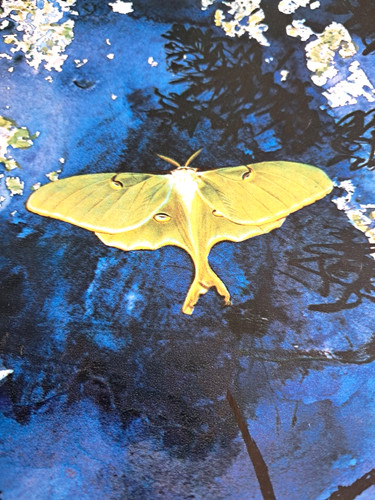 Vintage salvador dali - vintage,