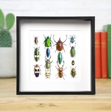 Beetle Collection Insect Bug