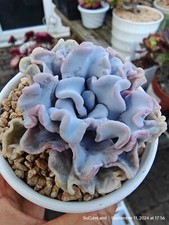 Echeveria ‘Crispate Beauty’  Rare Succulent Collection Pink Flower UK ONLY