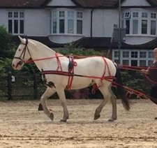 Red Nylon Driving Harness Size Full Quality Strong Nylon