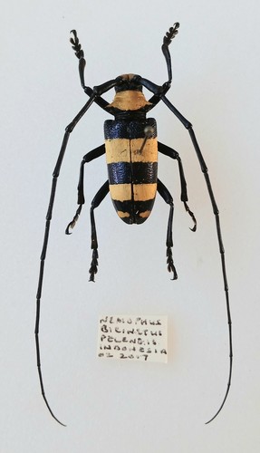 Nemophas bicinctus longhorn - nemophas,
