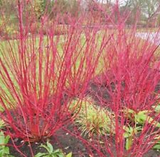 5L LARGE Cornus alba Red-Stemmed Dogwood Hedging deciduous Flowering Shrub Bush