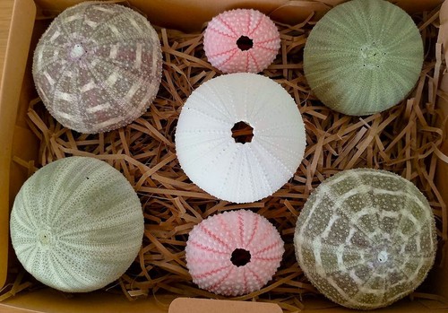 Real sea urchins mixed - real,
