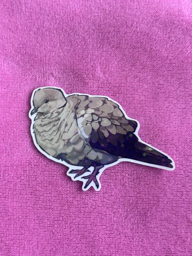 Ringneck collared dove pigeon - ringneck,