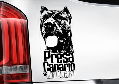 Presa canario dog - canario,