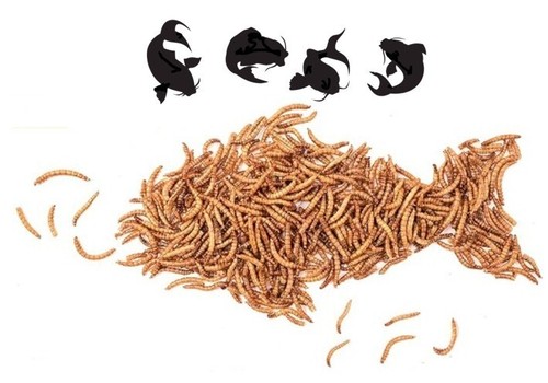 Dried mealworm fishing - fishing, worms