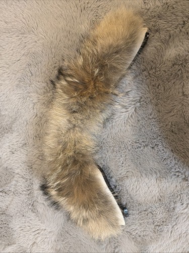 Canada goose chilliwack - canada,