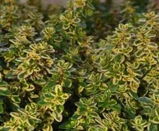 Herb plants garden - herb, plants,
