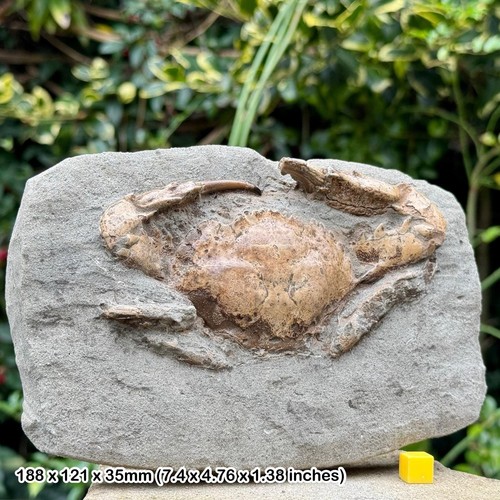 Charybdis complete fossil crab