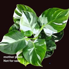 Philodendron White Wizard