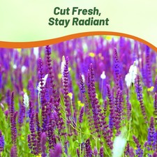 1000 Seeds Salvia Officinalis