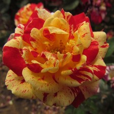 Strawberries & Cream - 5.5lt Potted Patio Garden Rose - Red/Cream/Yellow Striped