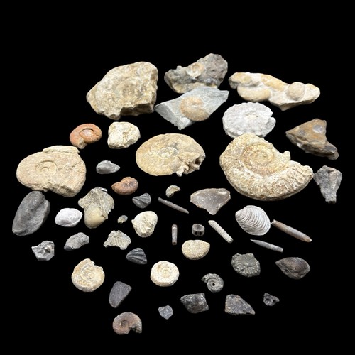 1kg british fossil mix - british,