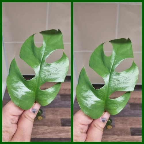 Monstera minima cutting - 2x,