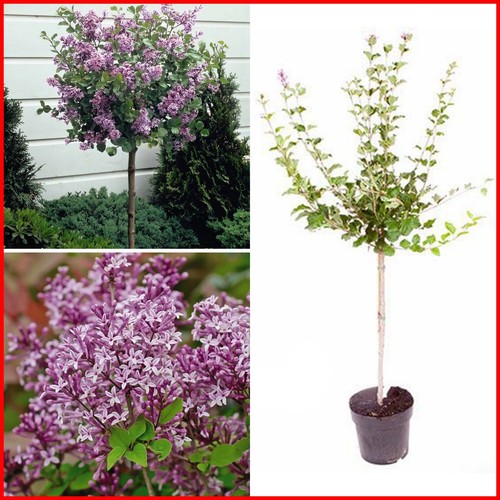 Large lilac trees - large, 2