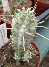 EUPHORBIA MAMMILARIS 'VARIEGATED' - beautifully variegated succulent.