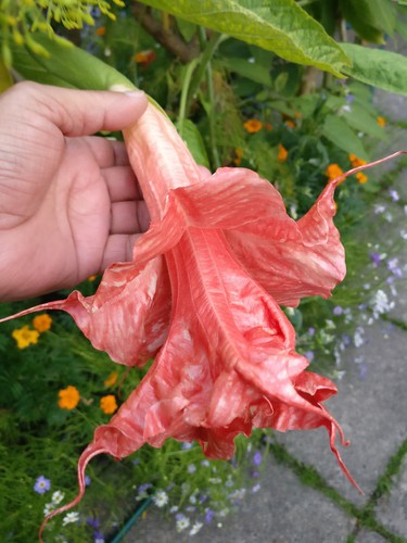 Brugmansia thea liebling - brugmansia, thea's