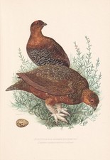 1954 RED GROUSE Bird Print -