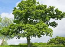 Oak saplings. Quercus Robur