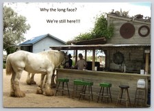 Large Horse @ Outdoor Bar