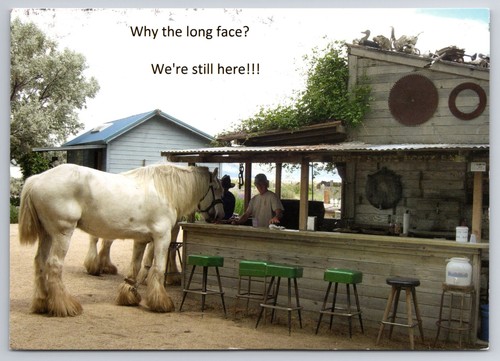 Large horse outdoor bar - @,