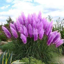 Purple Pampas Grass Seeds Rare