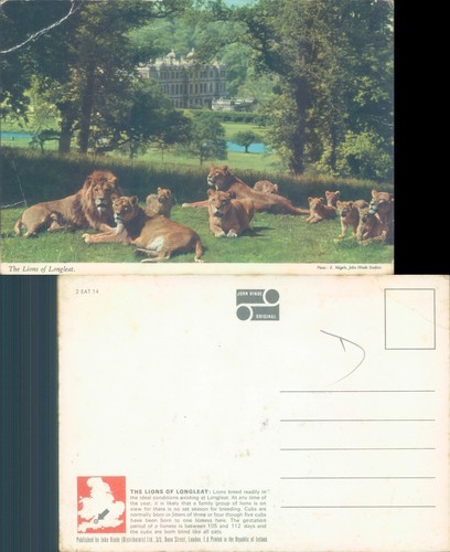 Lions longleat with the - at,