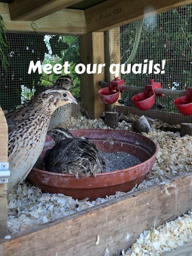 Dozen quail eggs too eat - too, eat!