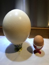 Antique - Blown Ostrich Egg