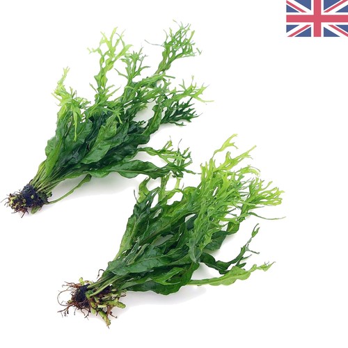 Java fern windelov - 2x,