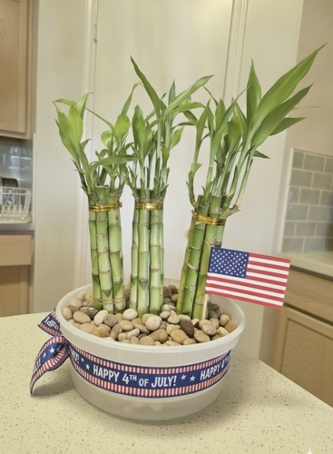 Lucky bamboo plants stalks 8 - bamboo,