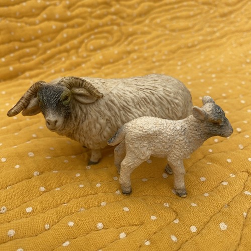 Aaa elc lamb sheep - lamb, ram
