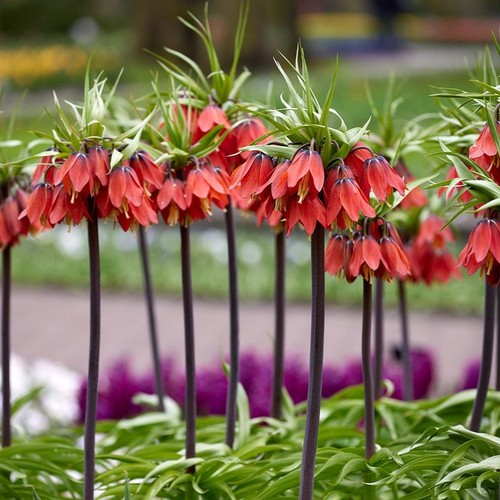 Fritillaria rubra crown - rubra,