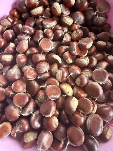 Fresh organic chestnuts - fresh,