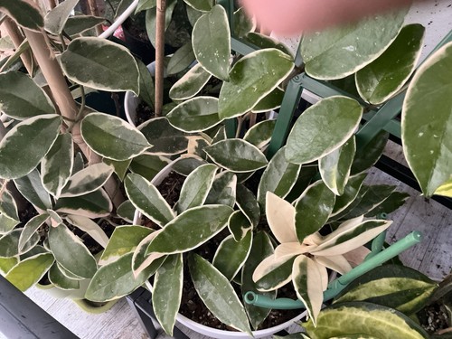 Hoya krimson queen rooted full - krimson,