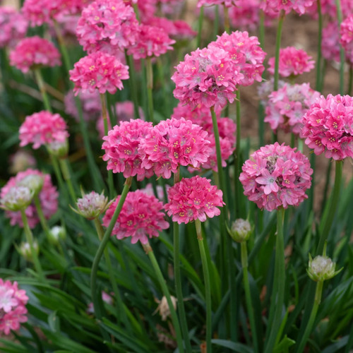 Armeria morning star - armeria,