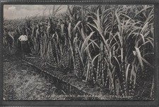 PHOTO POSTCARD OF CANE