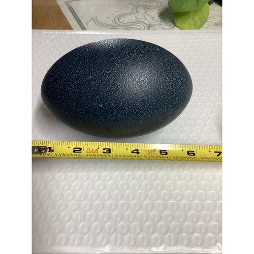 Real empty emu eggs ready - real,
