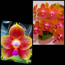 FRAGRANT  Phalaenopsis Tying