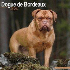 Dogue De Bordeaux Calendar