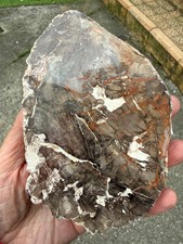 Petrified Wood Fossil Crystal
