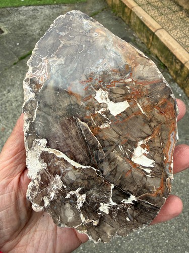 Petrified wood fossil crystal - petrified,