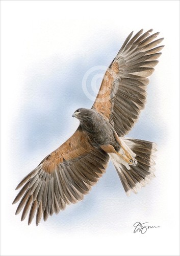 Harris hawk colour pencil - harris,