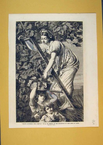 Old antique print grape - old,